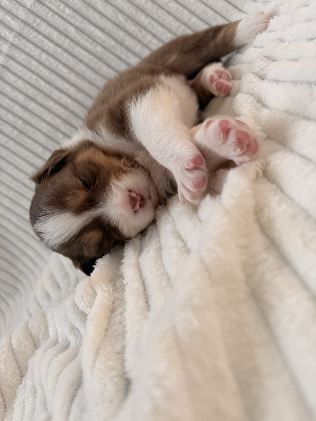 Chiot Berger Australien des Près d'Opale