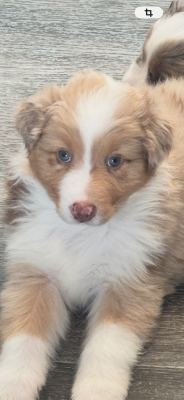 Benito